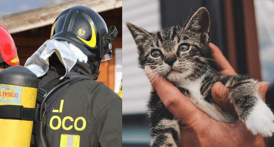 Gatto tratto in salvo a Coggiola, era rimasto incastrato dentro la canna fumaria di un’abitazione