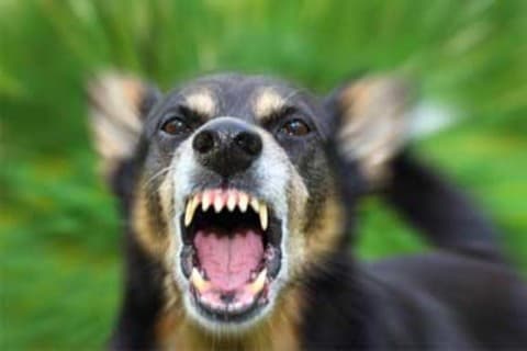 Due grossi cani aggrediscono i padroni: sfiorata la tragedia a Beinasco