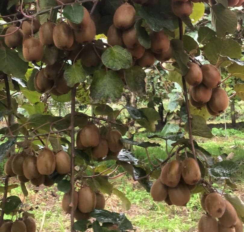 Nei frutteti di Giurset è iniziata la raccolta, direttamente dalle famiglie, di kiwi e mele Fuji