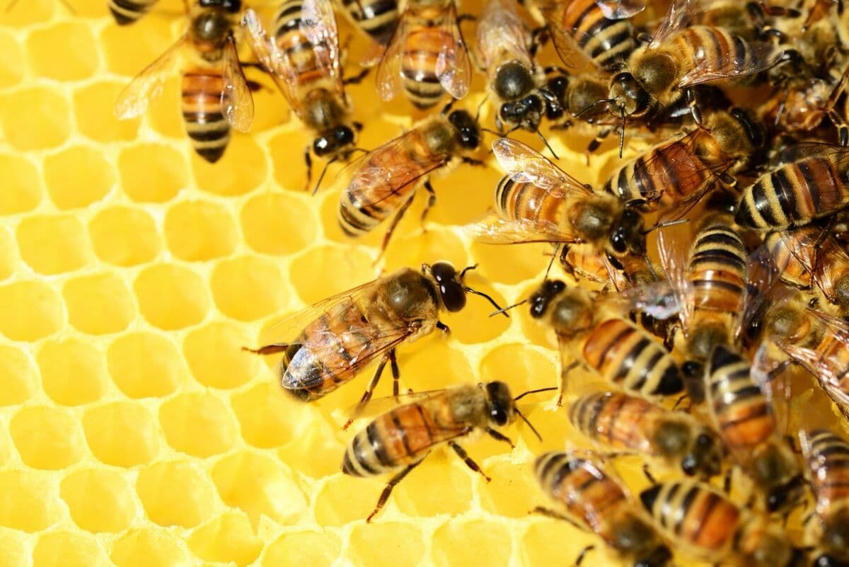 Torino si prende cura delle api: nasce Apiens, l'azienda che usa l'innovazione per proteggere le 'sentinelle dell'ambiente'