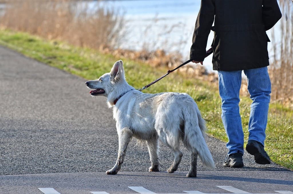 Bambina aggredita da un cane al giardino, paura al Gerbido