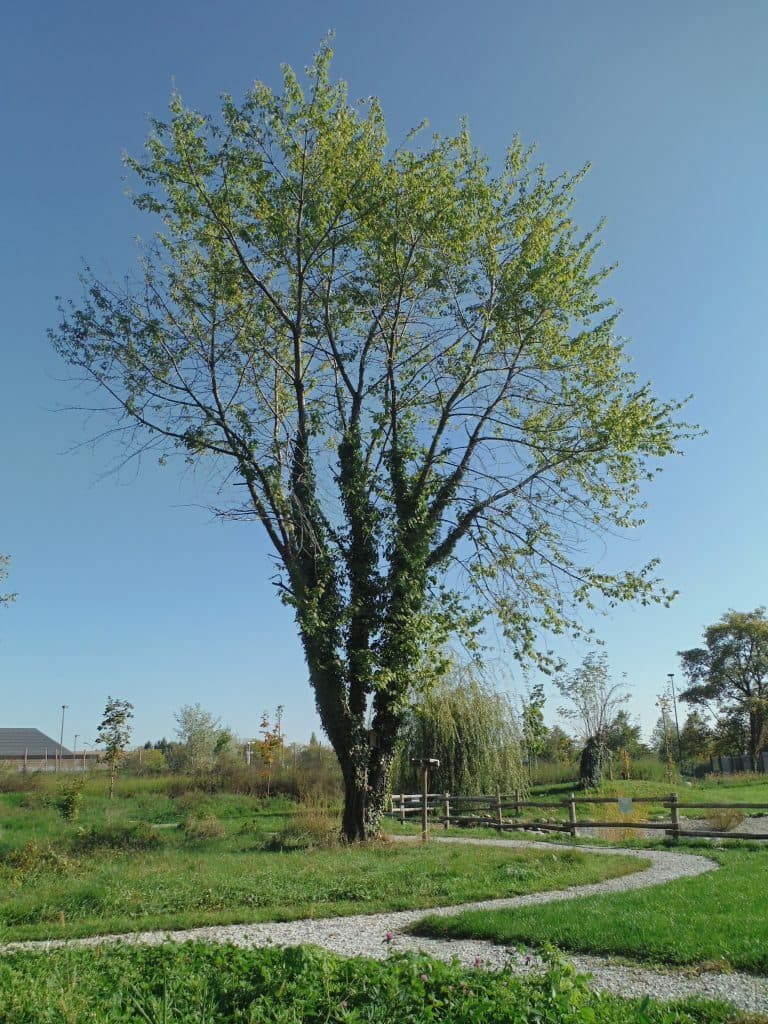 Vuoi adottare un albero del Parco fluviale di Cuneo? Ecco come puoi fare