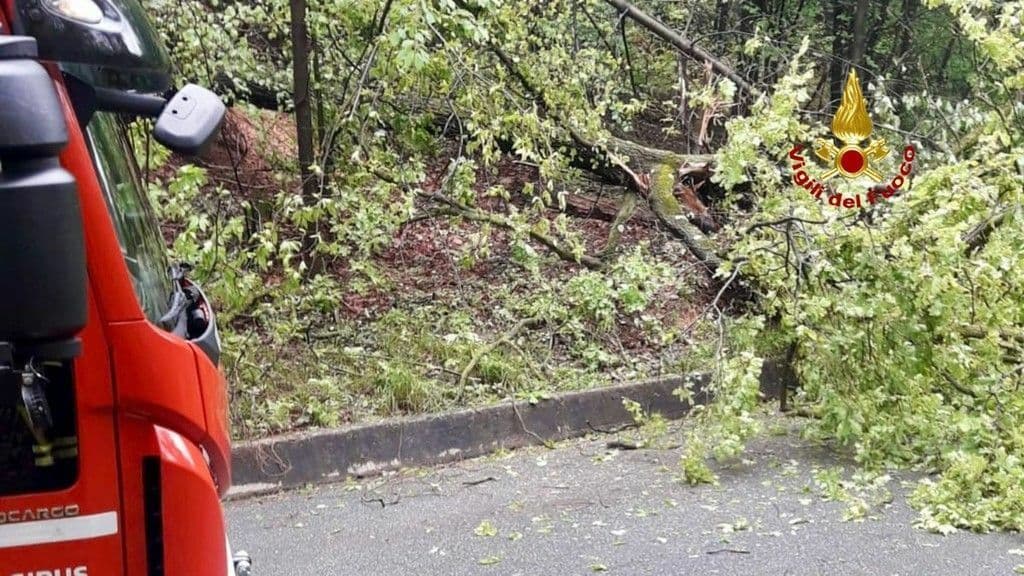 Alberi pericolanti sulla strada, a Zimone arrivano i Vigili del Fuoco
