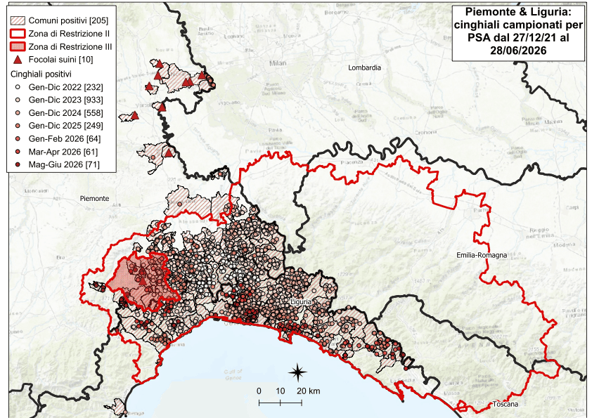 Peste Suina Africana: si allarga la mappa dei positivi in provincia di Cuneo. Cinque casi tra Arguello e Cerretto Langhe
