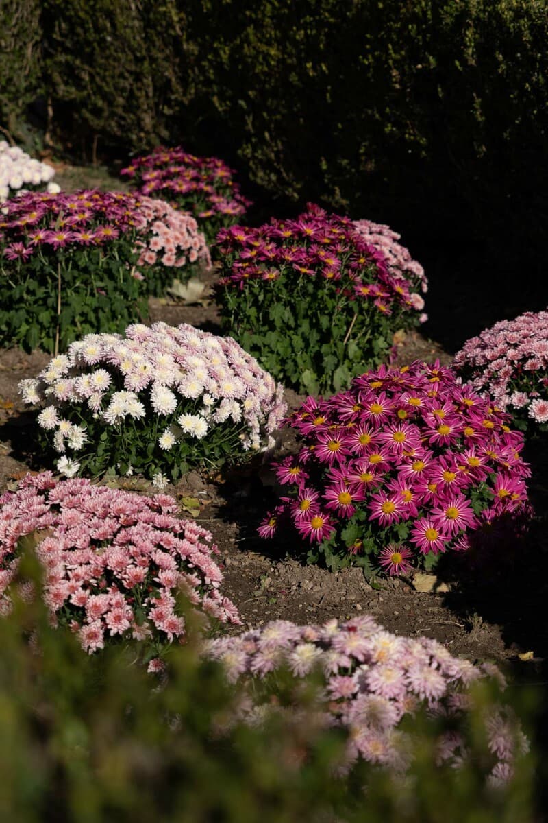 Moncalieri celebra l'autunno: nel Giardino delle Rose ritorna la magia della XII edizione di "Fiorile"