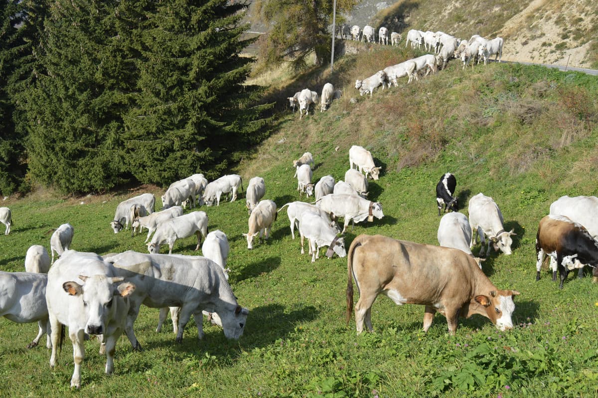 Razza Piemontese, Coldiretti Cuneo: rivisto il sistema "Classyfarm" rispetto alle necessità del settore