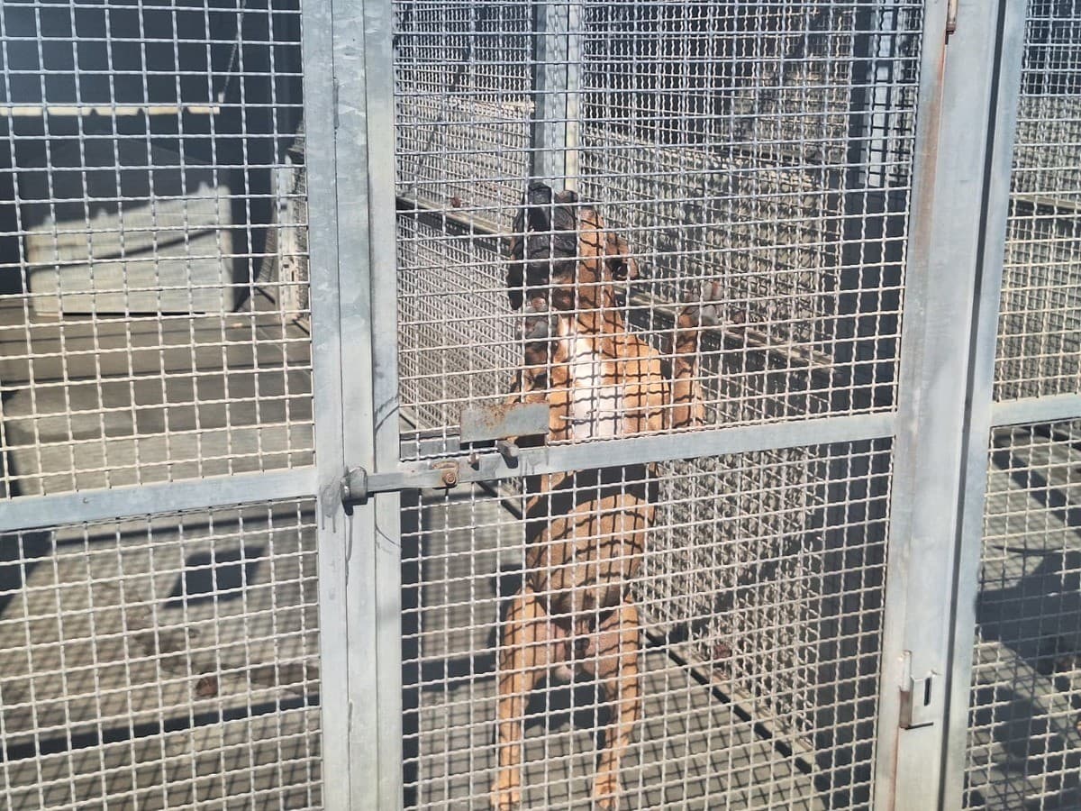 Al canile di strada Cuorgnè arriva il sindaco Lo Russo: "Qui c'è chi non lascia soli gli animali"