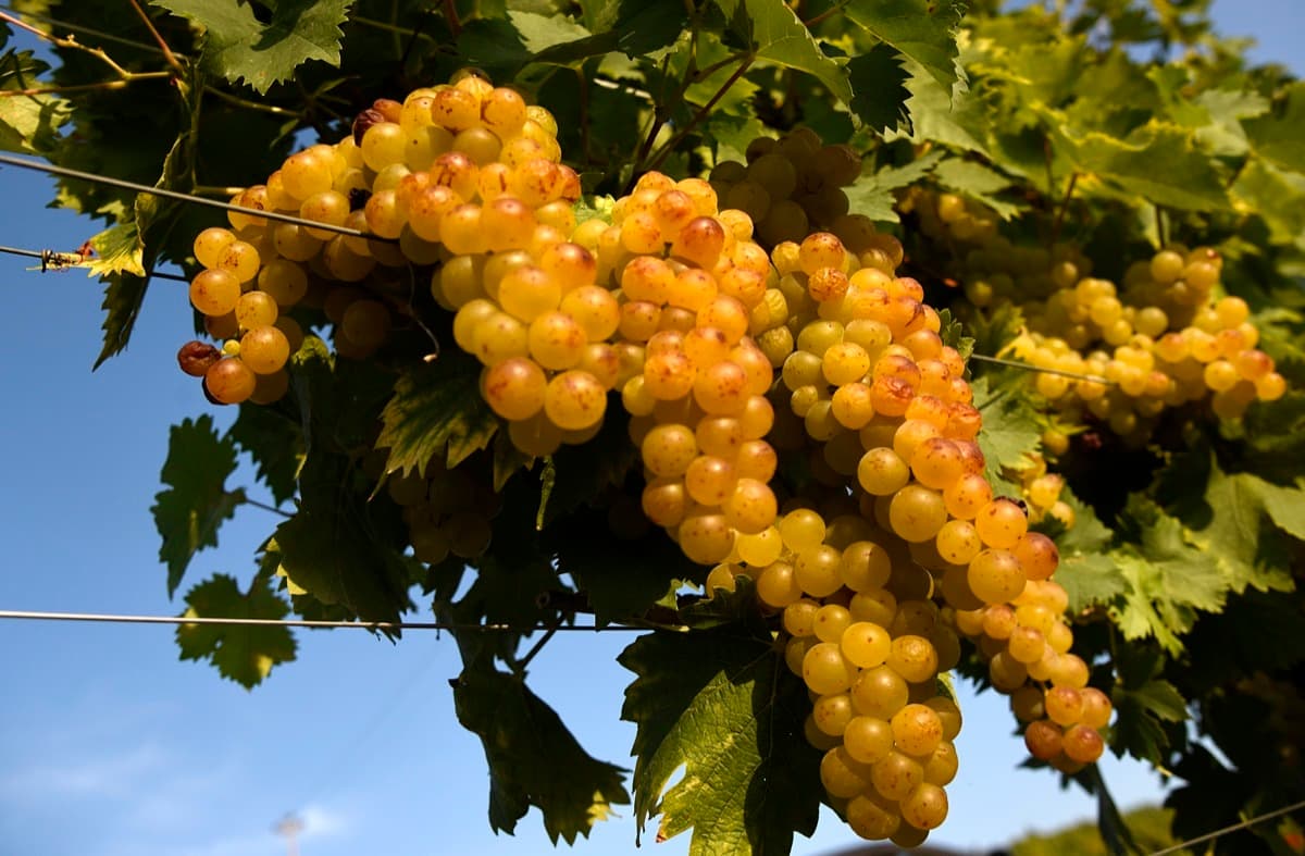 Docg Asti, fumata nera in Regione sulle rese della vendemmia: muro contro muro tra agricoltori e industrie