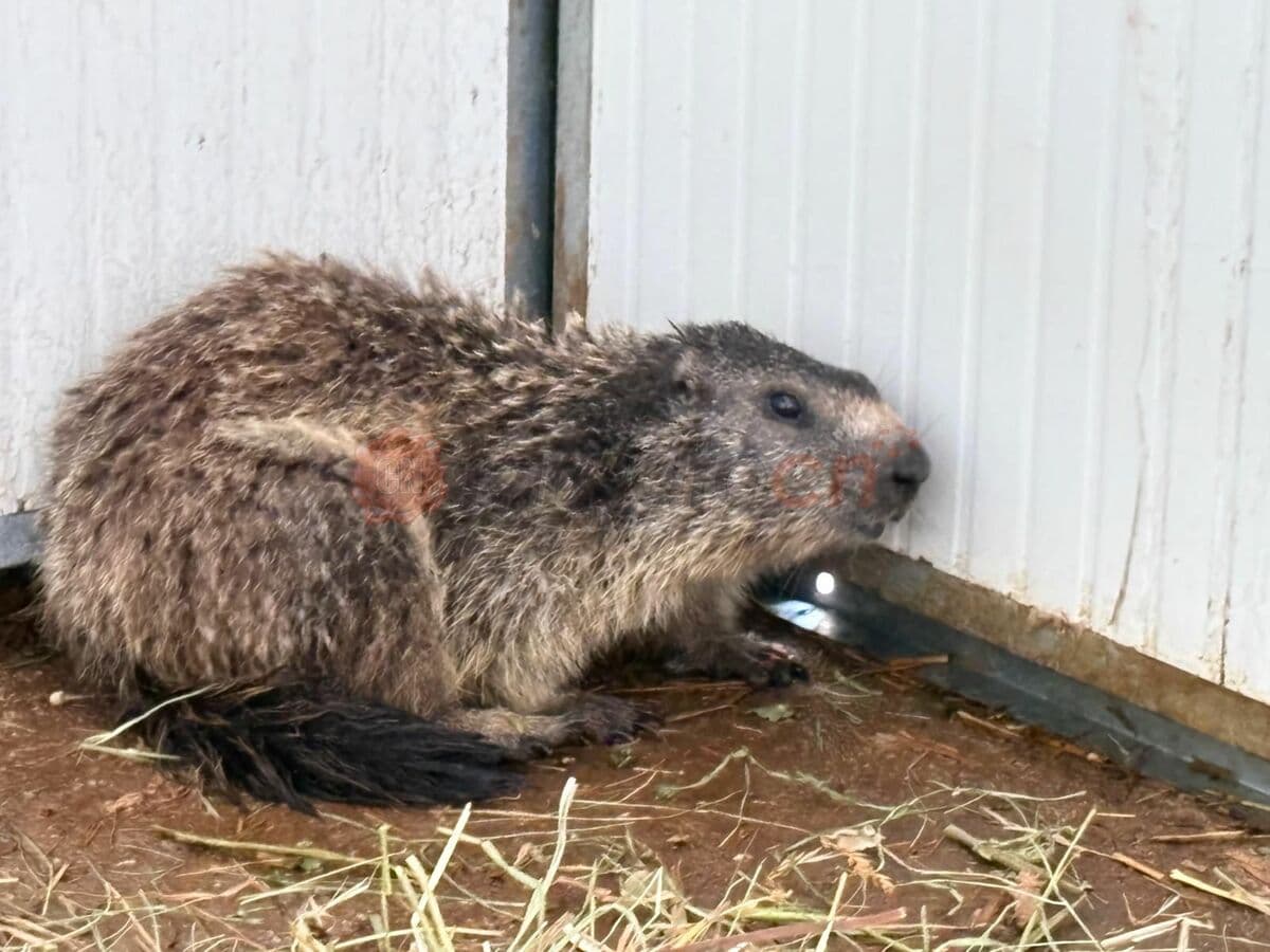 Trova il garage devastato e chiama i vigili del fuoco, il "colpevole" una marmotta nascosta nel vano motore dell'auto
