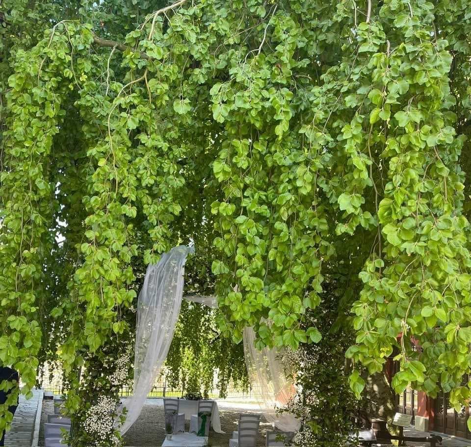 Verduno guarda al futuro partendo dagli alberi: il Comune punta sul censimento del faggio secolare della corte Nuto Revelli