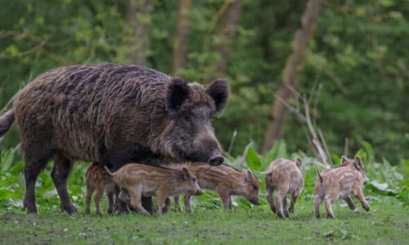 Cinque nuove positività alla peste suina in Piemonte, i casi salgono a 823
