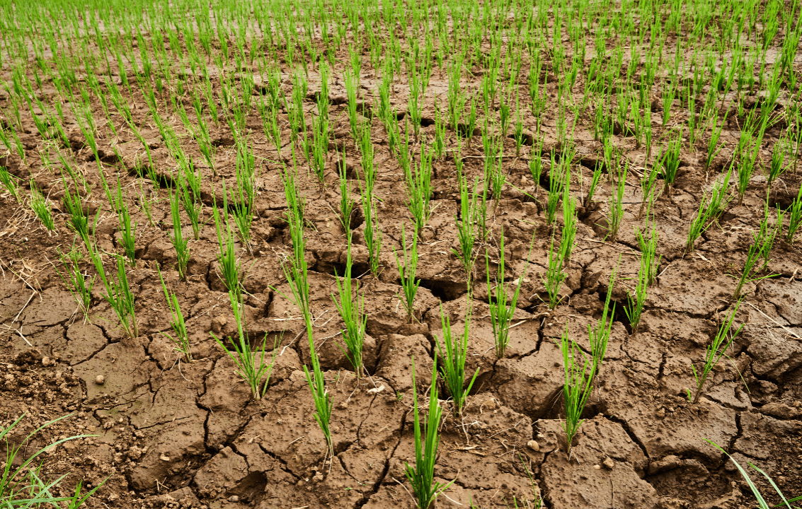Crisi idrica a Salussola: richiesti sostegni per le aziende agricole