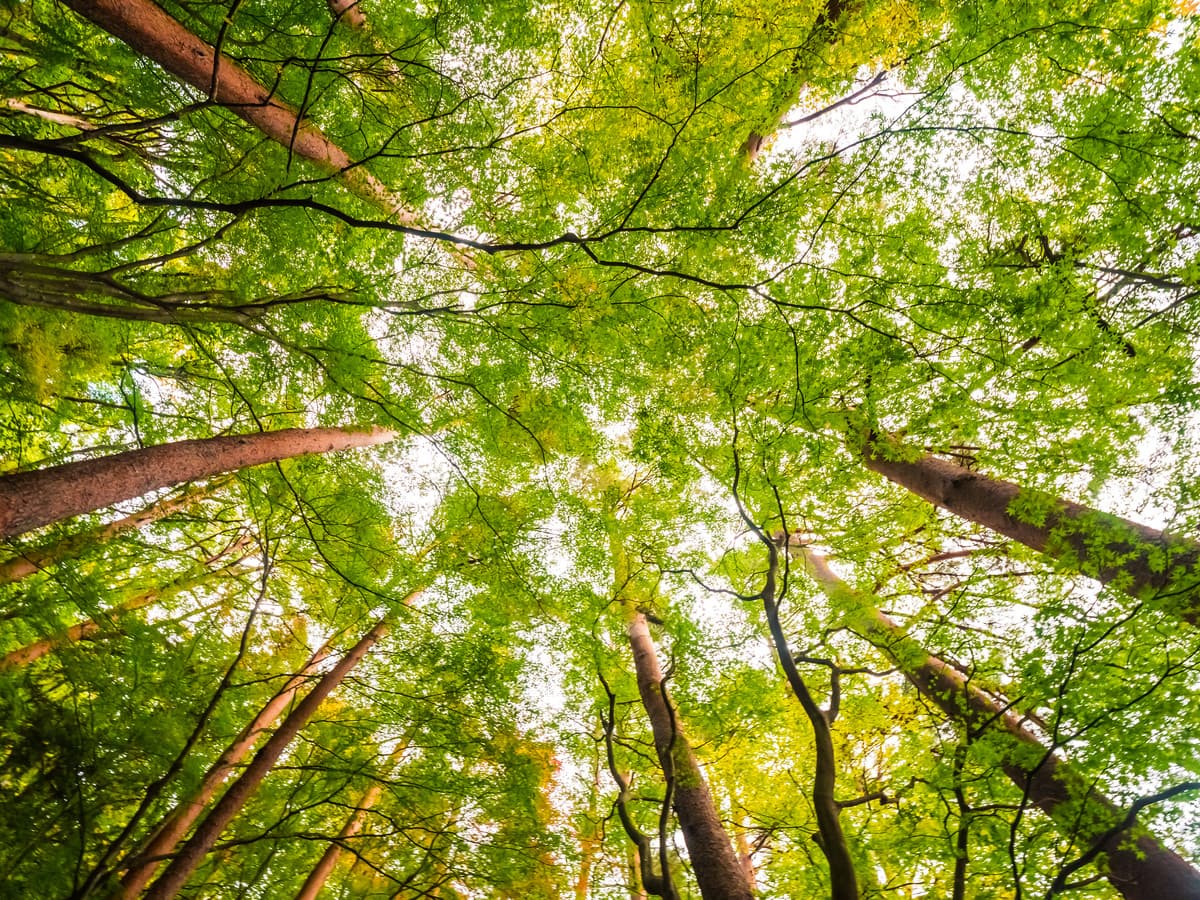 Report Foreste: la provincia di Cuneo si conferma il "polmone" del Piemonte, ma la pianura resta senza alberi