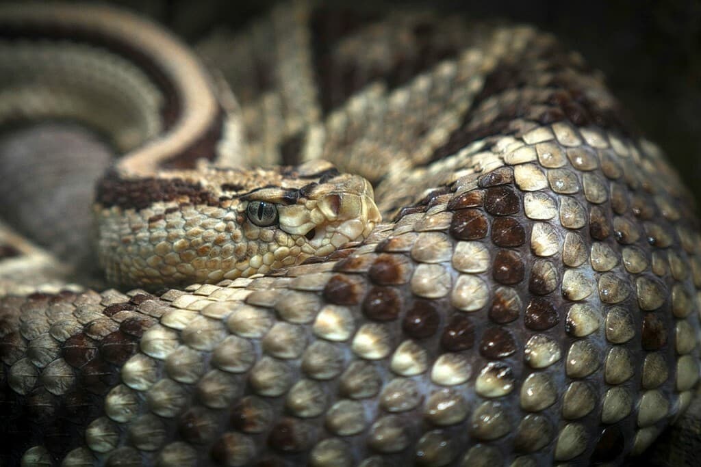 Dal Nord-ovest (TO): una vipera nello zaino lo morde al collo: 50enne salvato all’ospedale di Rivoli