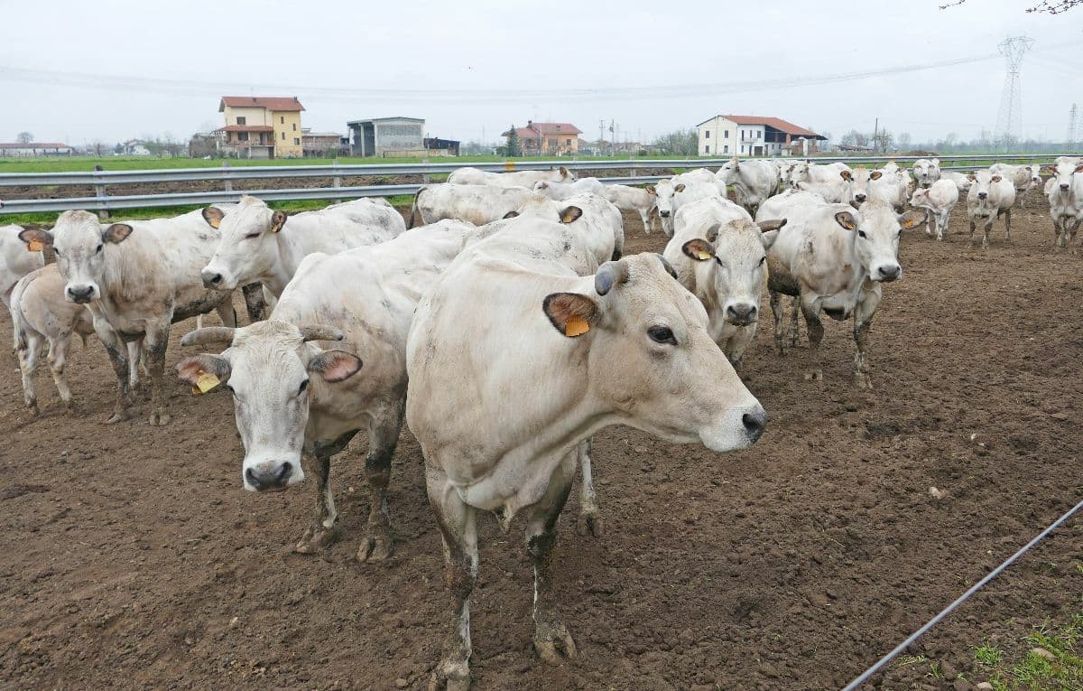 Qualità dell’Aria, Confagricoltura alla Regione: “Aziende in difficoltà ad adeguarsi entro il 31 dicembre”