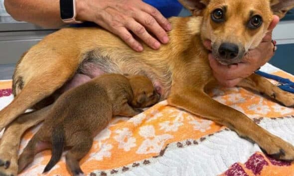 Cucciolo di cane di 10 giorni salvato a Torino, era rimasto incastrato in una conduttura