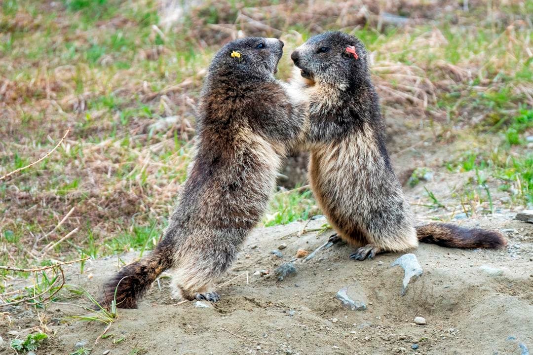 Troppo caldo, le marmotte rinunciano a giocare: il Gran Paradiso lancia il suo allarme sul cambiamento climatico
