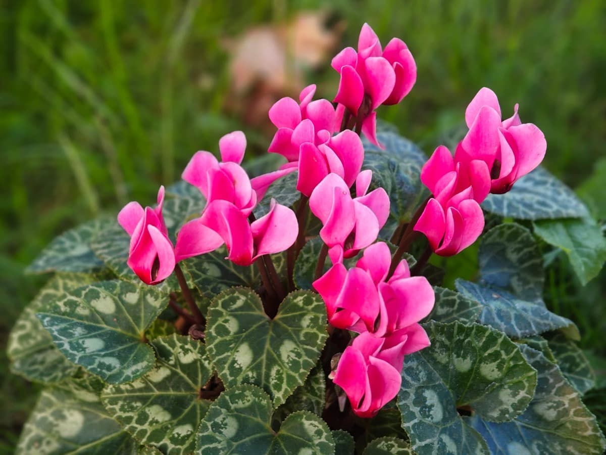 La leggenda del ciclamino, il fiore che colora autunno e inverno