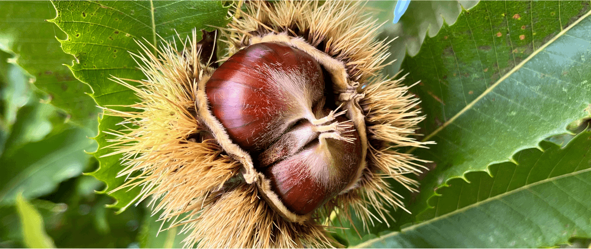 La castanicoltura del futuro tra frutto e foreste: a Chiusa di Pesio un talk per la 28ª Festa del Re Marrone