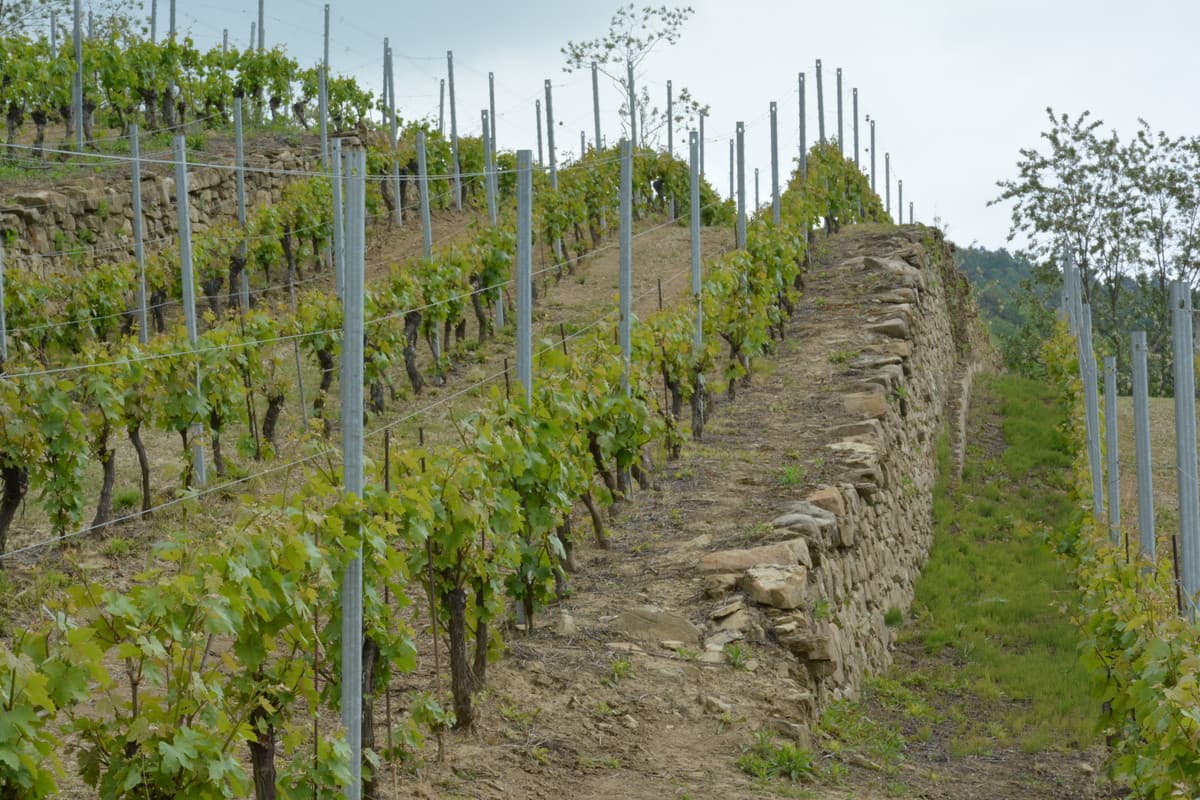 Il Dolcetto alla sbarra: a Diano d’Alba va in scena il “Processo dell’Anno”