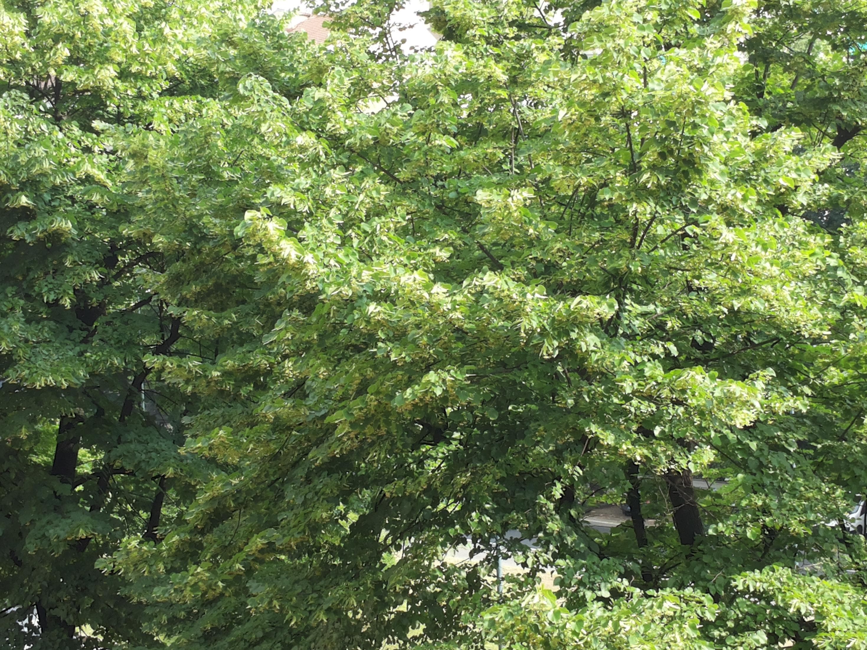 Torino tra le città italiane più verdi: il Piemonte è terra di alberi urbani?