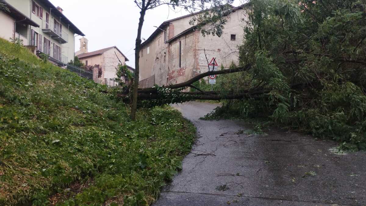 MALTEMPO / Forti raffiche di vento, alberi caduti e grandine dal Saluzzese al Braidese
