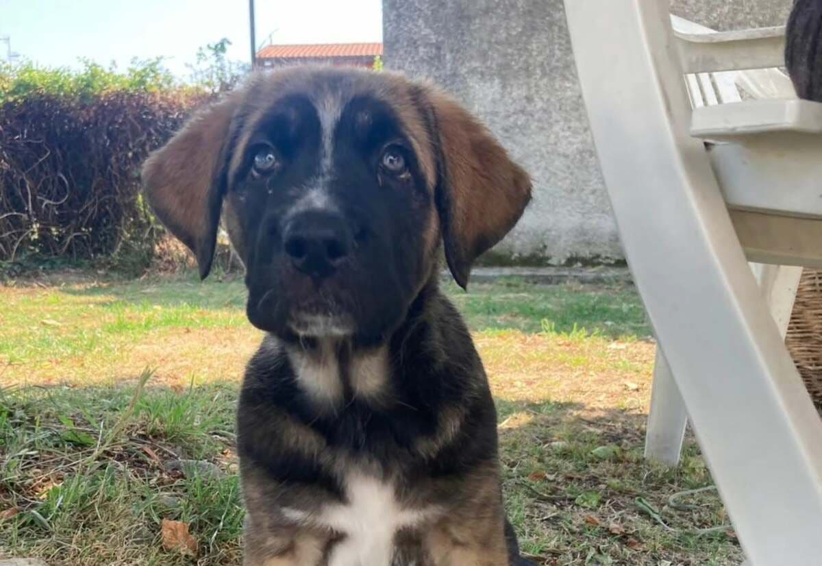 Ginger cerca casa: è l'ultima cucciola rimasta senza adozione FOTO